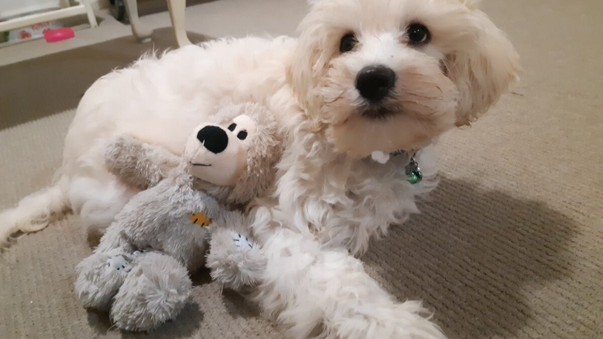 Pet and House sitter